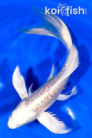 8.25" ARAGOKE LEMON HARIWAKE BUTTERFLY