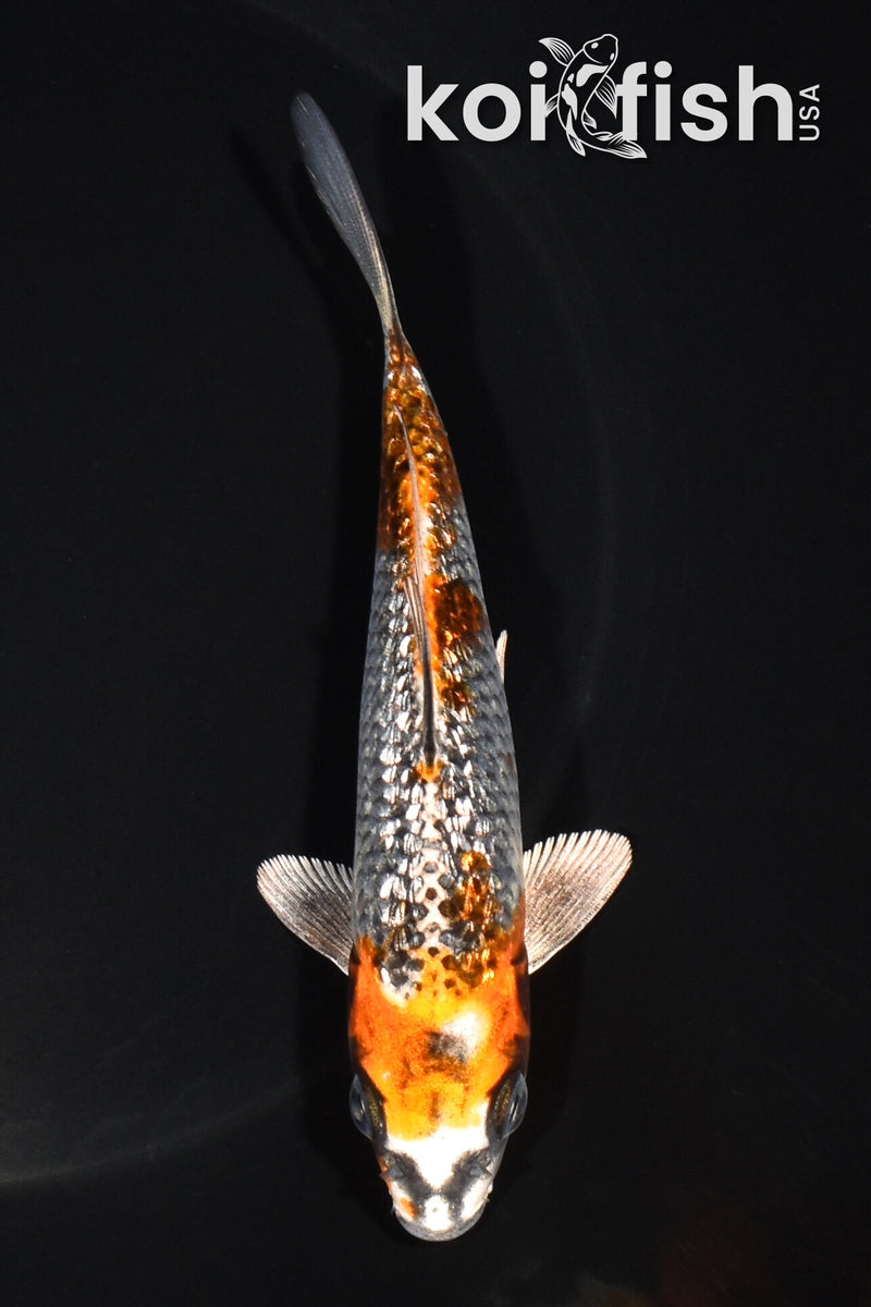 5.25" GINRIN BENI GINGA