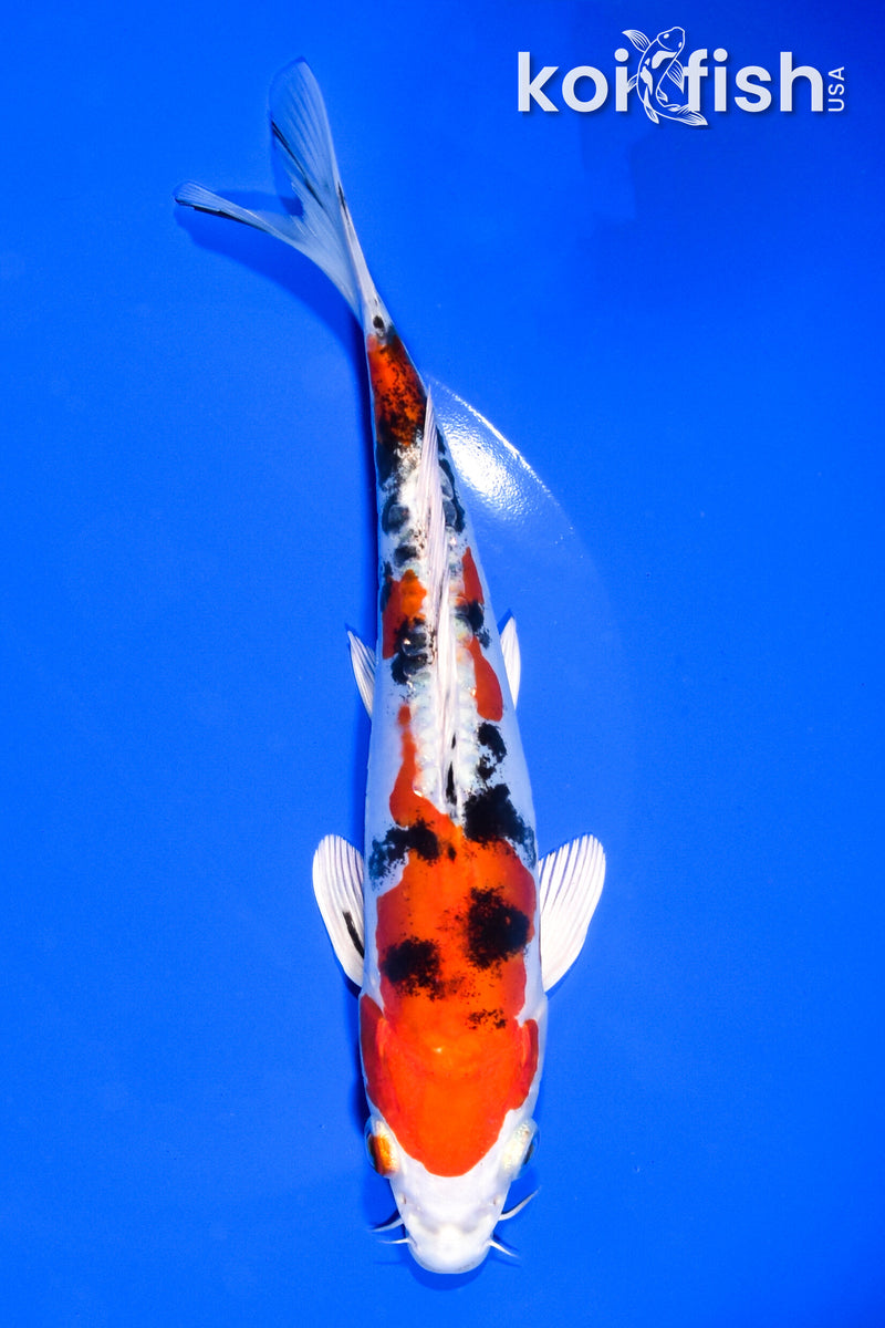 7.75" HEISEI NISHIKI