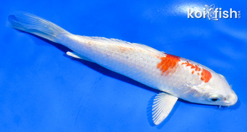 5" HARIWAKE