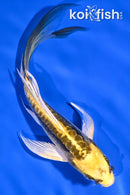 5.25" KIN KIKOKURYU BUTTERFLY