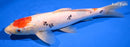 11.25" MARUTEN SANKE