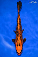 9.5" GINRIN ORENJI MATSUBA