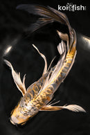 10.25" GINRIN KIN KIKOKURYU BUTTERFLY