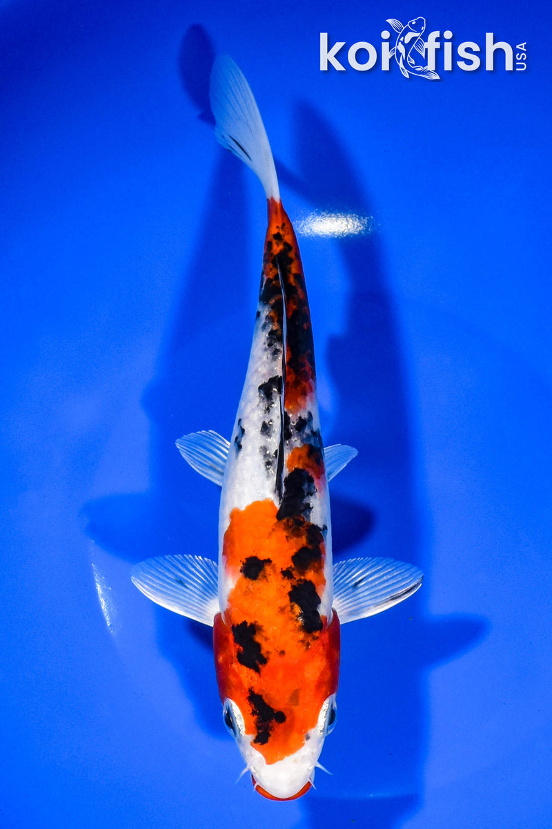 8" KUCHIBENI YAMATO NISHIKI