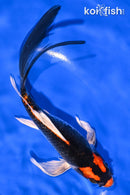 7.25" KUJAKU BUTTERFLY