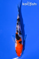 4.25" SANKE
