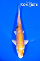 6.75" HEISEI NISHIKI