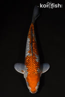 11" GINRIN OCHIBA SHIGURE