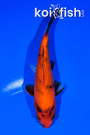 5.75" HI UTSURI