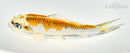 5.25" GINRIN KUJAKU