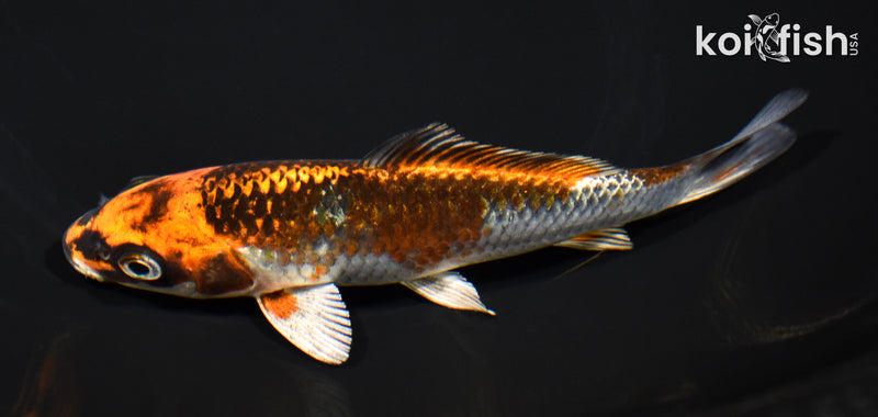 5.75" BENI GINGA