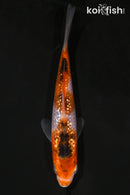 4.5" GINRIN GOROMO SANKE