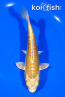 6.75" DOITSU YAMBUKI OGON