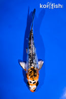4" GINRIN YAMATO NISHIKI