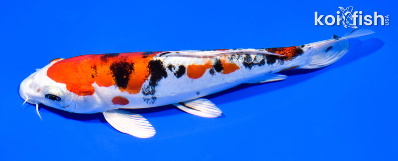 7.75" HEISEI NISHIKI