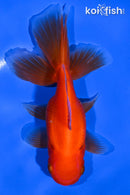 5" ORANDA GOLDFISH