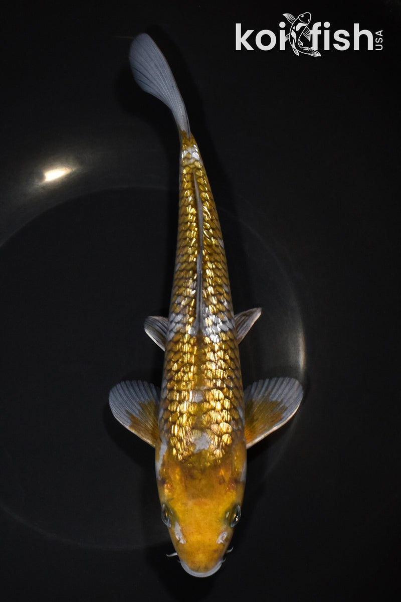 8.75" GINRIN OCHIBA SHIGURE
