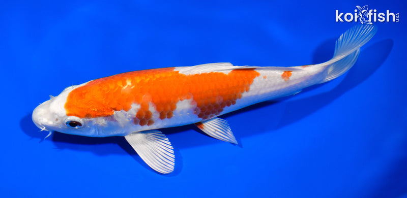 7.75" HARIWAKE