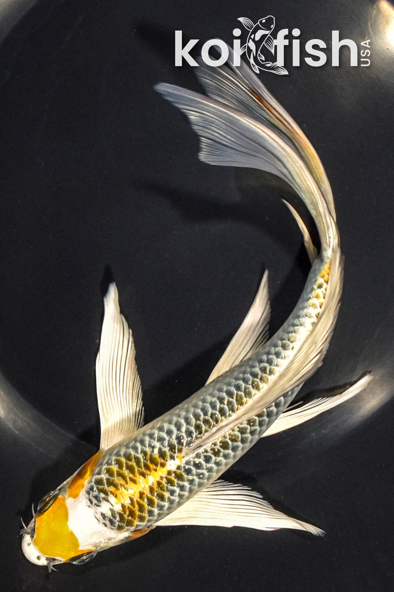 8" KUJAKU BUTTERFLY