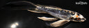 8" BENI KIKOKURYU BUTTERFLY