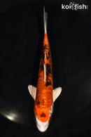 5.5" ARAGOKE HEISEI NISHIKI