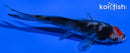 4.25" TANCHO BENI MATSUKAWBAKE