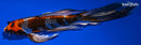 8.5" BENI GINGA BUTTERFLY