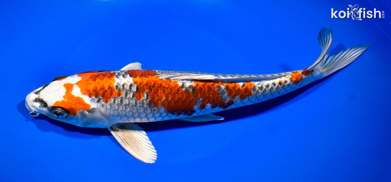 11.25" BENI GINGA