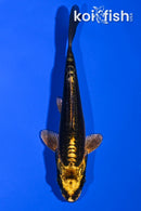4.5" KIN KIKOKURYU