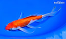 7.5" GINRIN KOHAKU BUTTERFLY
