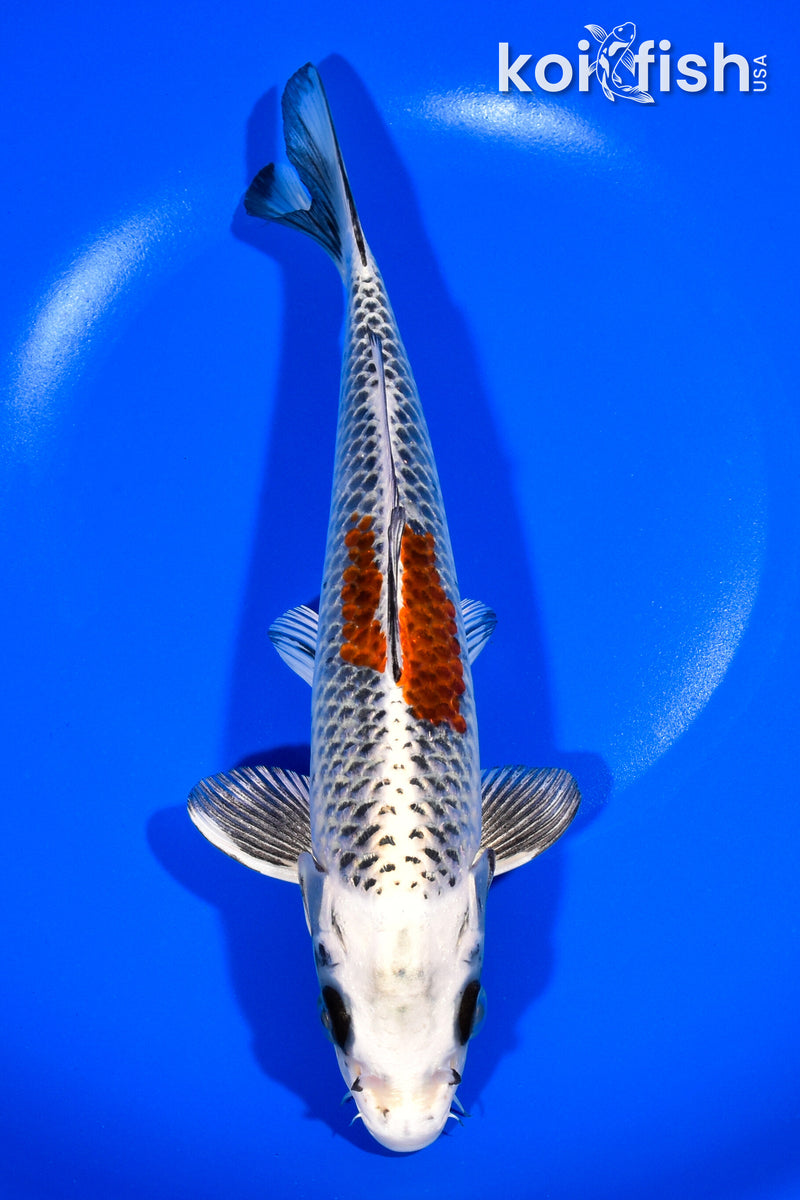 9" KUJAKU
