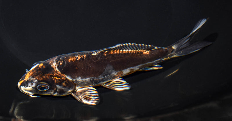 6" BENI KIKOKURYU