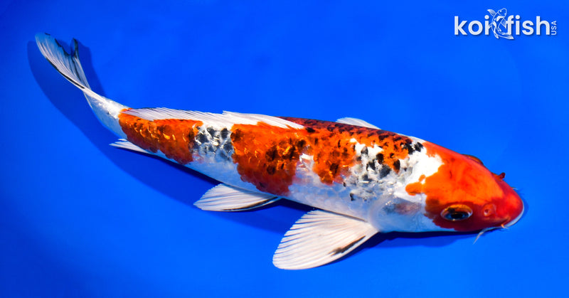 11" GINRIN YAMATO NISHIKI