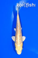 5" GINRIN YAMABUKI OGON