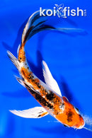 6" YAMATO NISHIKI BUTTERFLY