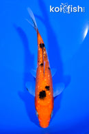 5.5" GINRIN AKA SANKE