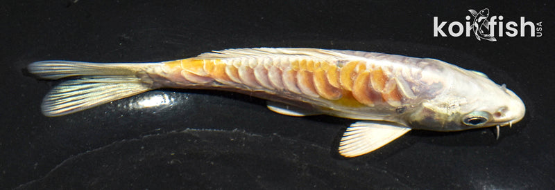 5.5" ARAGOKE HARIWAKE