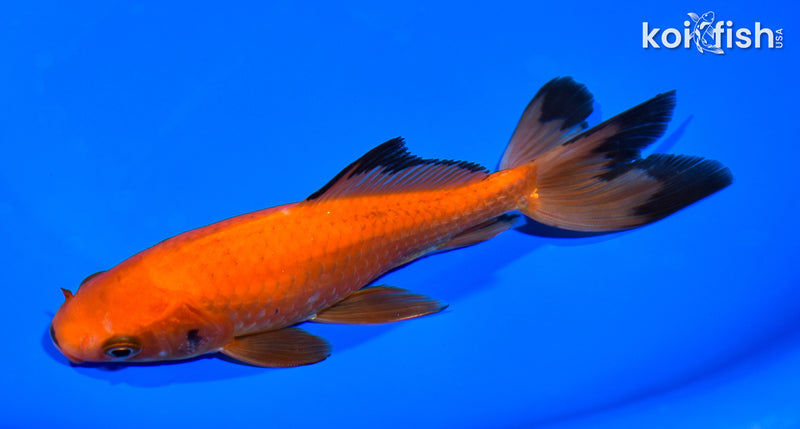 6.25" WATONAI GOLDFISH