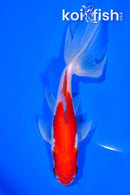 6.25" WATONAI GOLDFISH