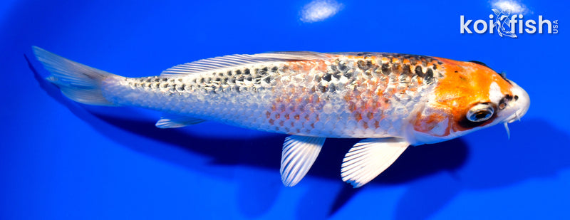 7.5" GINRIN KUJAKU
