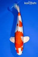 12.75" GINRIN HARIWAKE