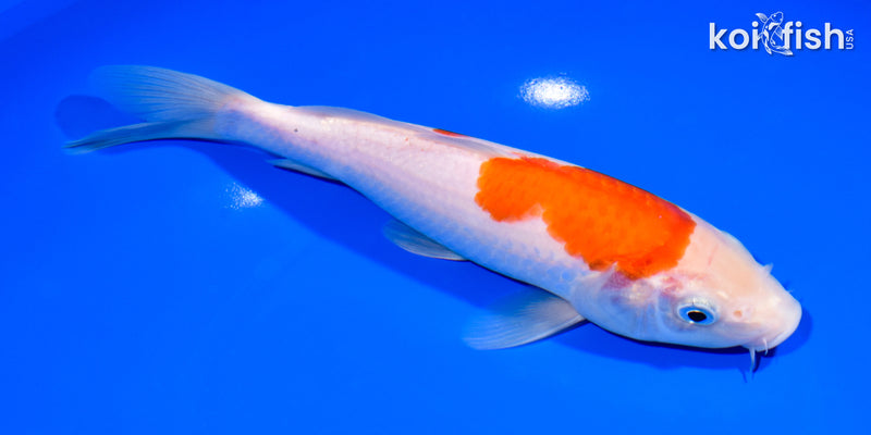 8.25" KOHAKU