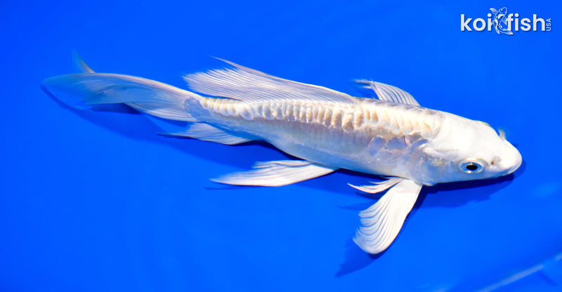 8.25" ARAGOKE LEMON HARIWAKE BUTTERFLY