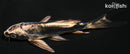 4.75" KIKOKURYU BUTTERFLY