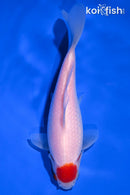 6.25" TANCHO COMET GOLDFISH