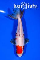 5.25" WAKIN GOLDFISH