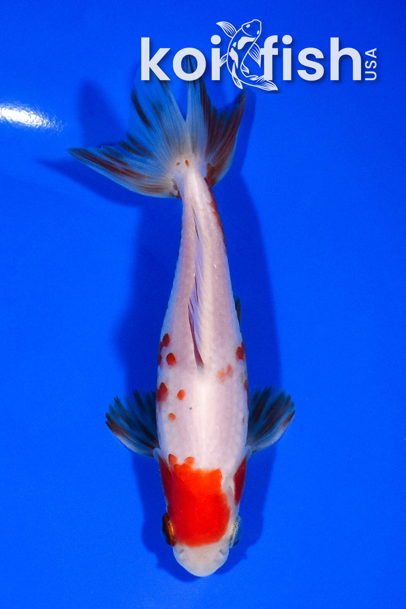 5.25" WAKIN GOLDFISH