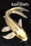 7.5" KUJAKU BUTTERFLY