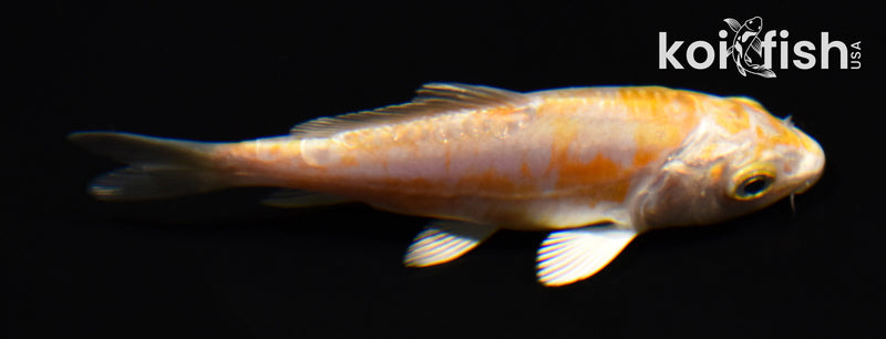 3.75" DOITSU HARIWAKE